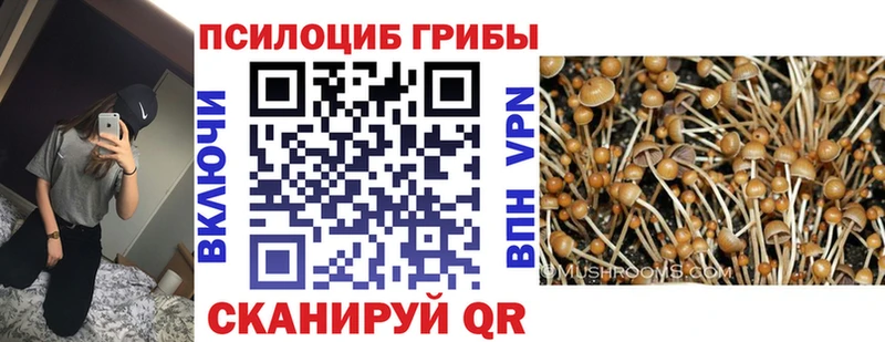блэк спрут зеркало Устюжна Галлюциногенные грибы Cubensis